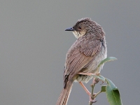 Prinia criniger