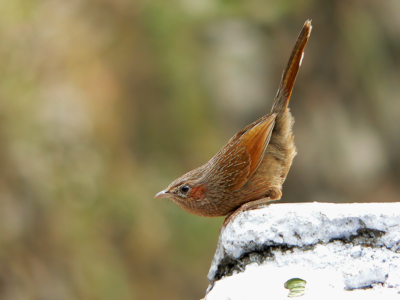 Streaked Laughing Thrush