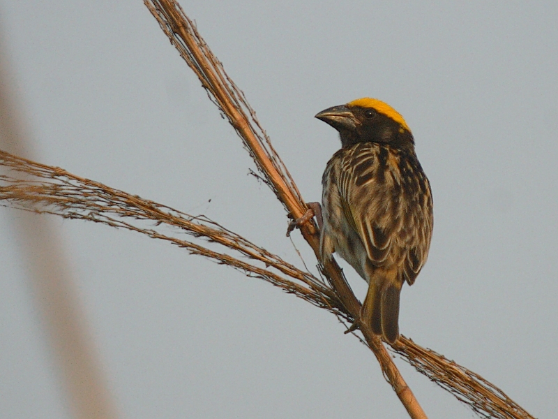 Streaked Weaver