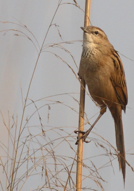 Striated Grassbird