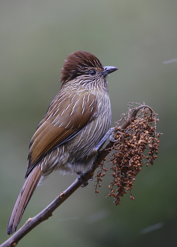 Striated Laughingthrush