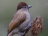 Garrulax striatus