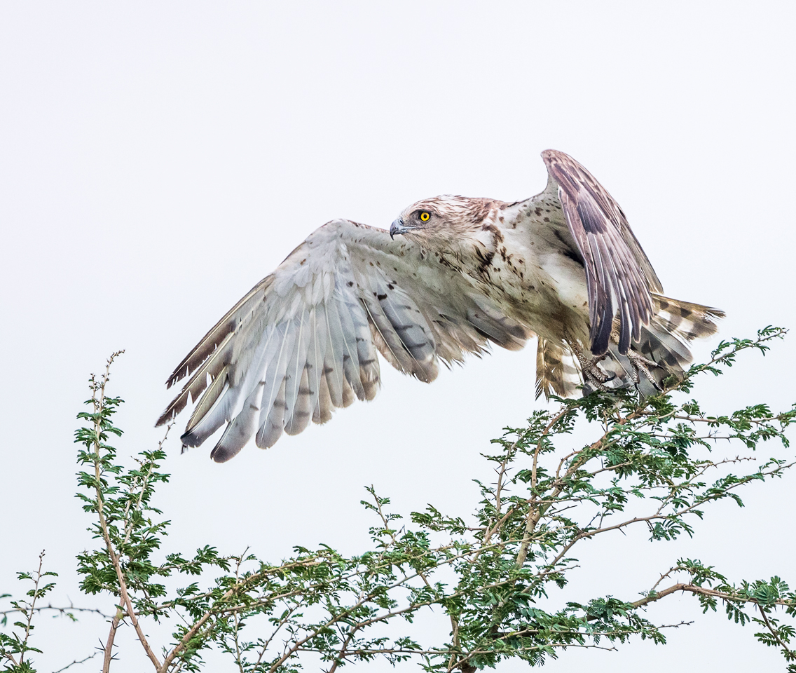 Circaetus gallicus