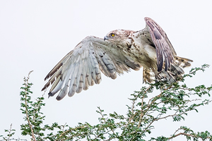 Circaetus gallicus