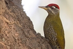 Picus xanthopygaeus