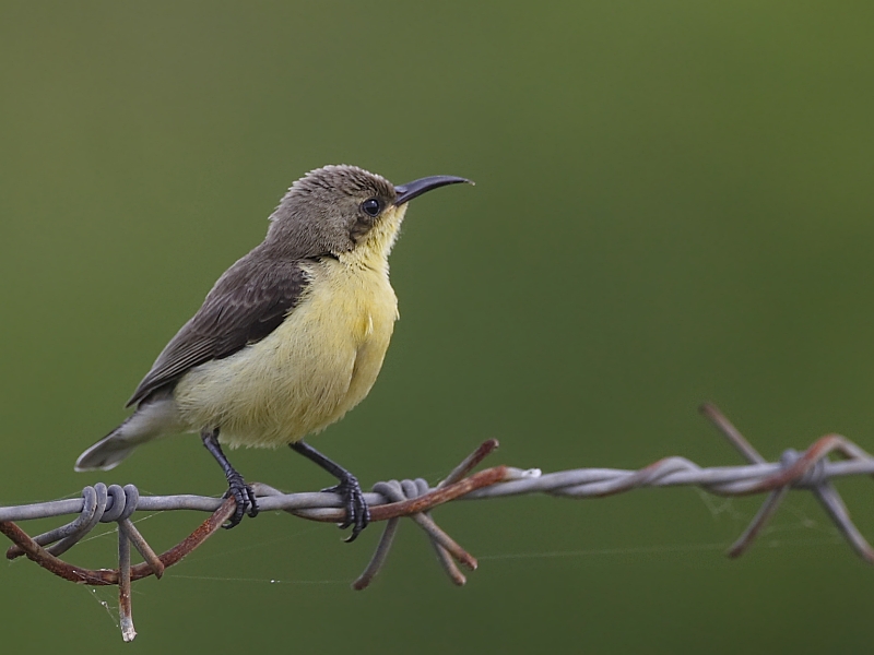 Purple Sunbird