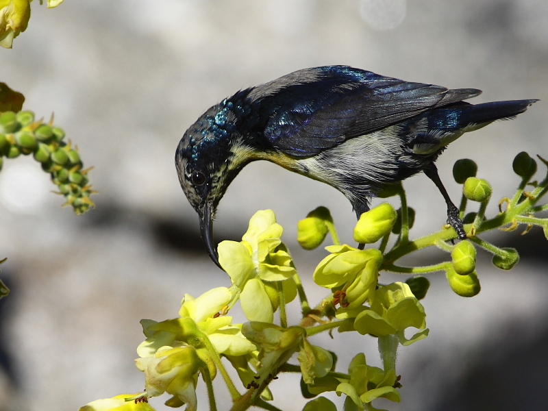 Purple Sunbird