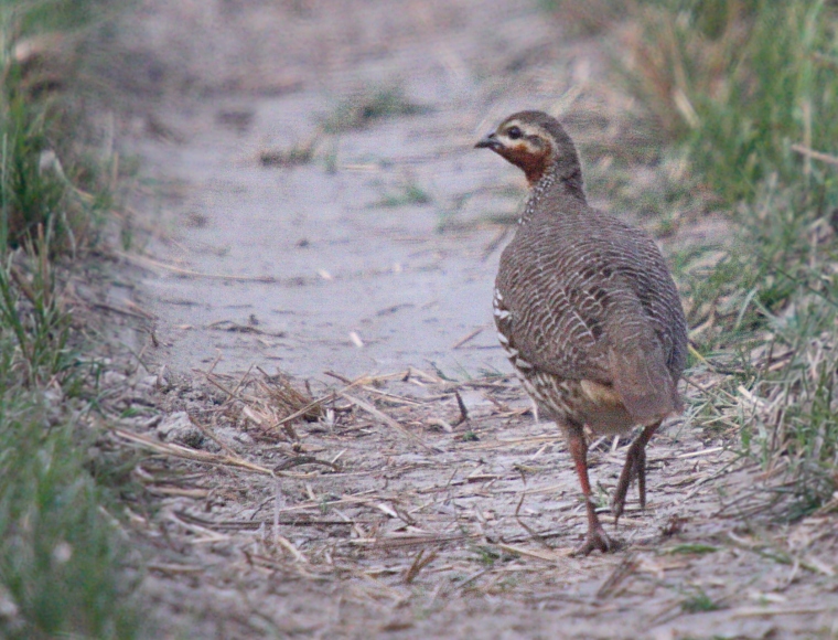 Swamp Francolin