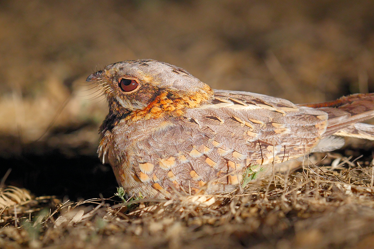 Caprimulgus mahrattensis