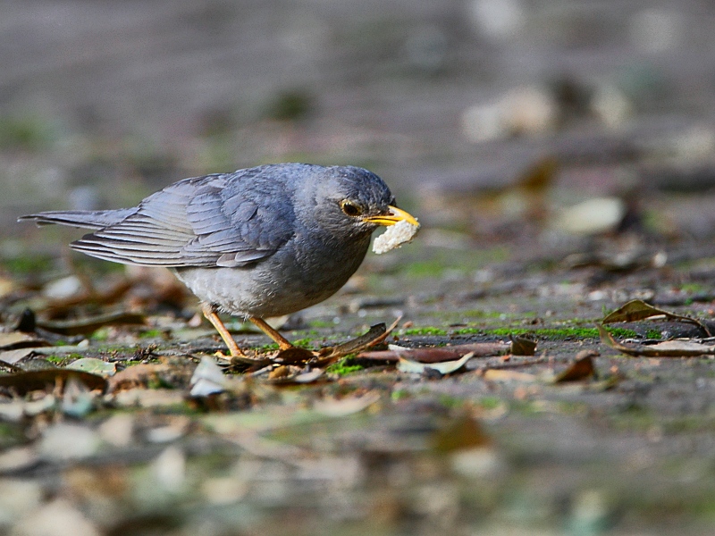 Tickell's Thrush