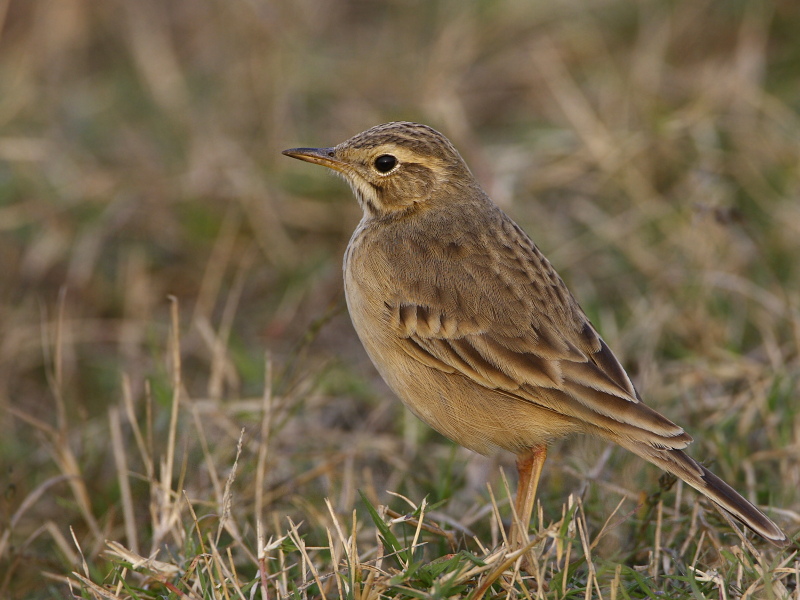 Tawny Pipit