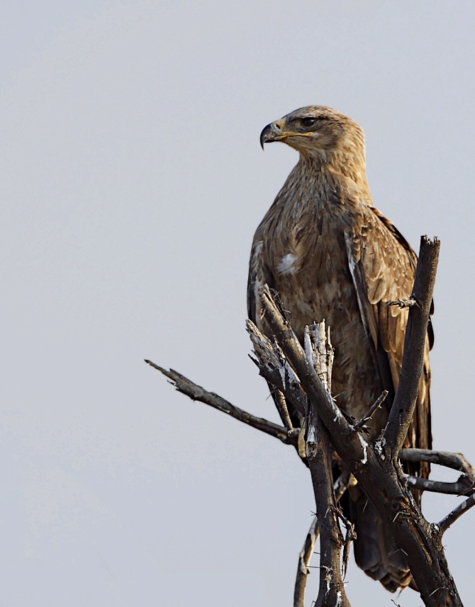 Tawny Eagle