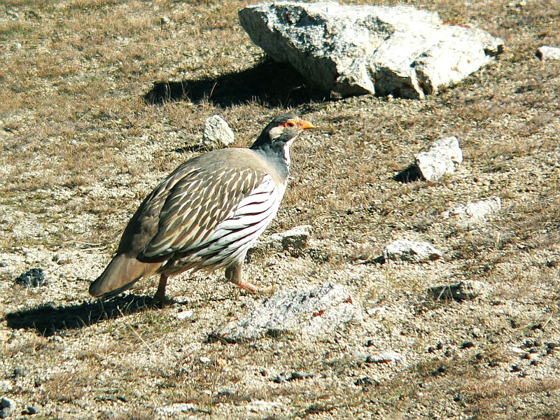 Tibetan Snowcock