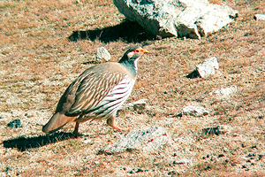 Tetraogallus tibetanus