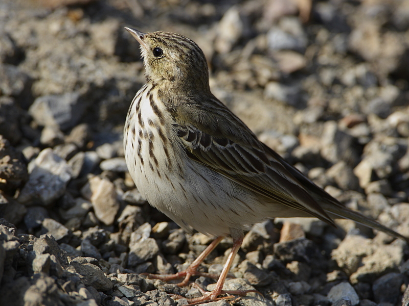 Tree Pipit