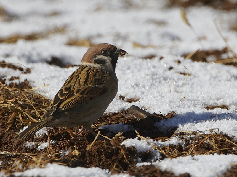 Eurasian Tree Sparrow