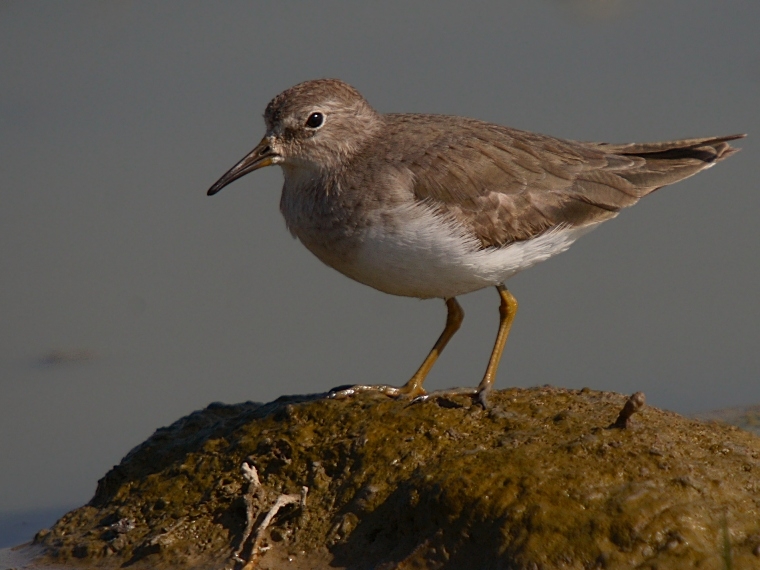 Temmincks Stint