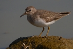 Calidris temminckii