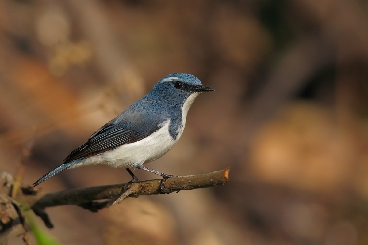 Ficedula superciliaris