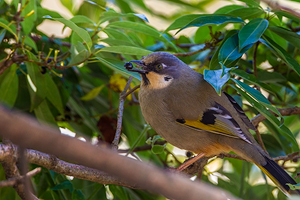 Garrulax variegatus