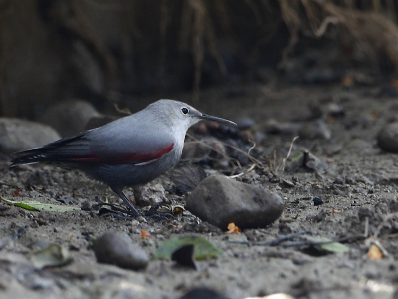 Wallcreeper