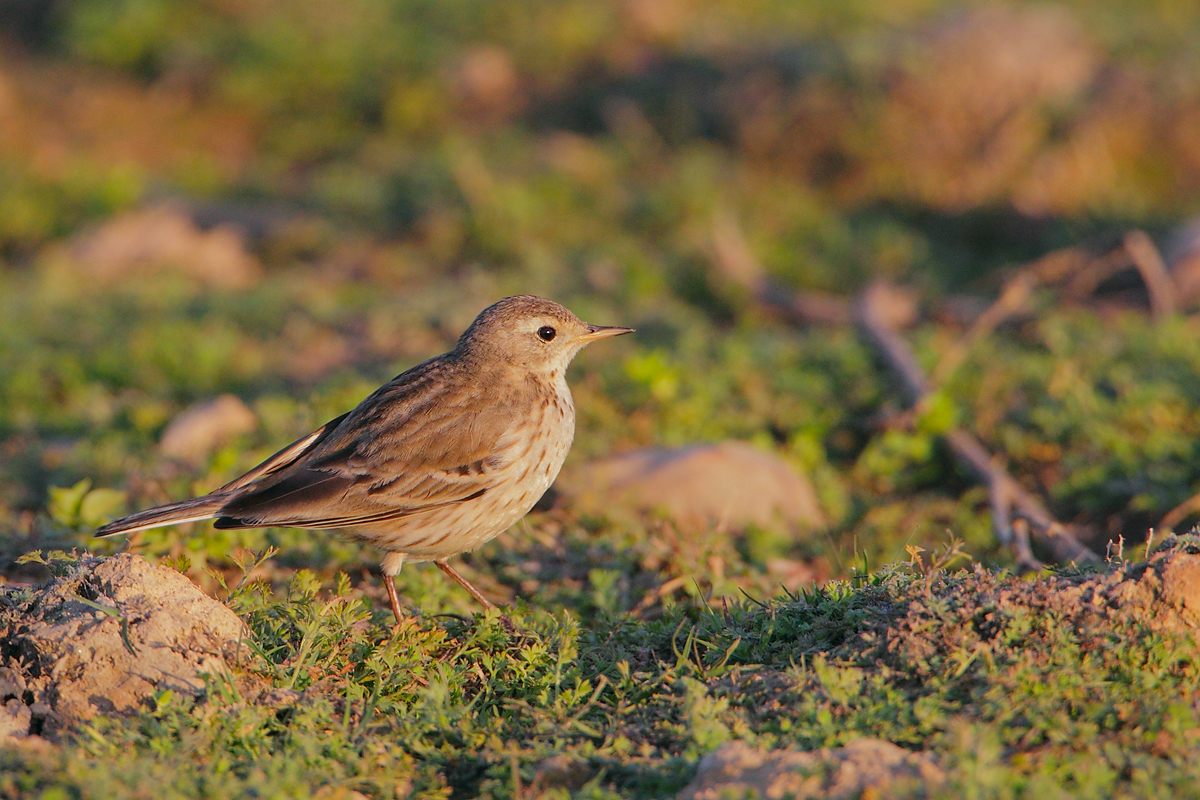 Anthus spinoletta