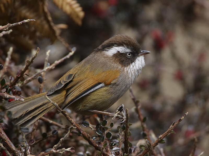 White-browed Fulvetta