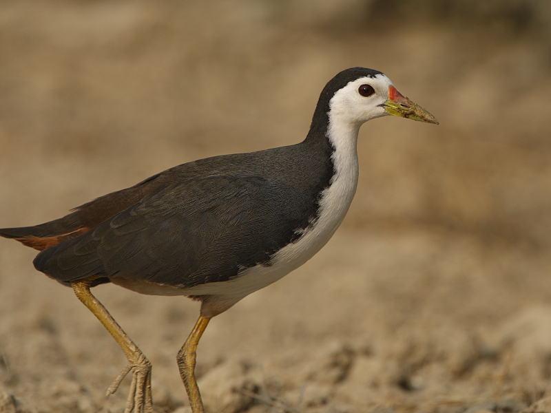 White-breasted Waterhen