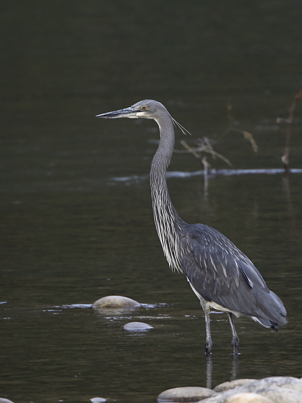 White-bellied Heron