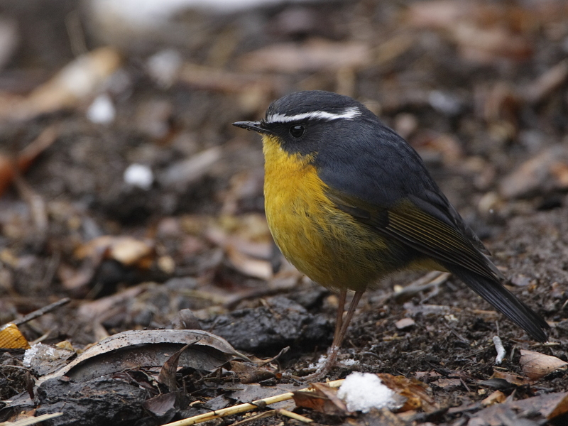 White-browed Bush Robin