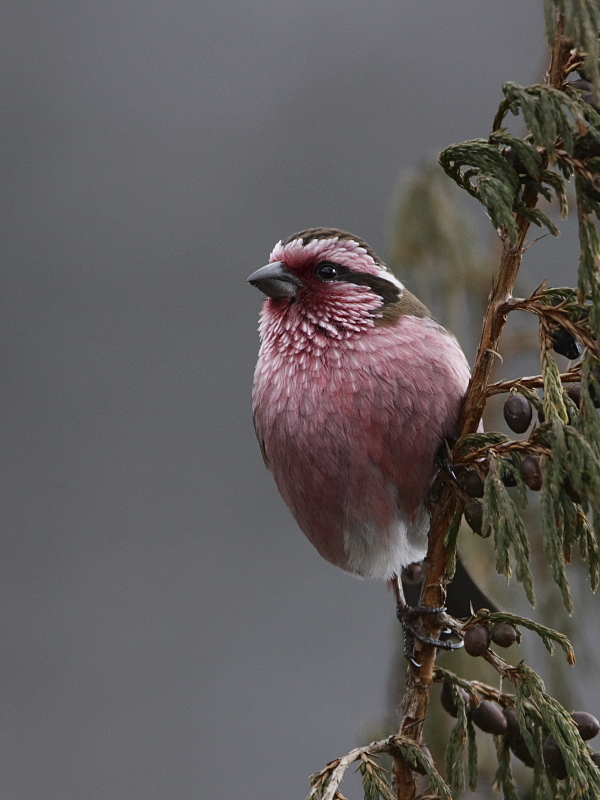 White-browed Rosefinch