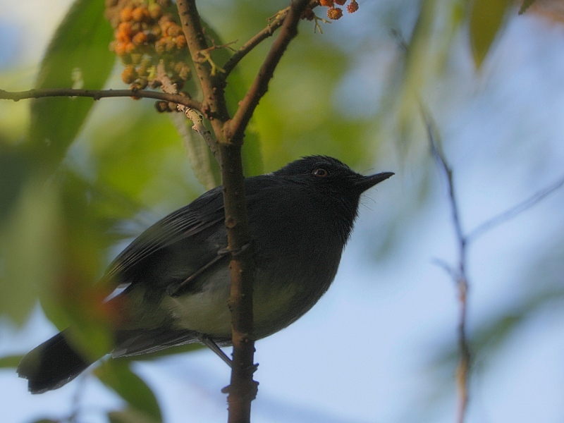 White-bellied Shortwing