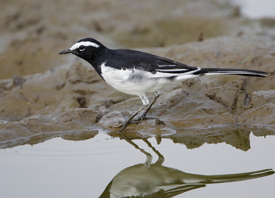 White-browed Wagtail