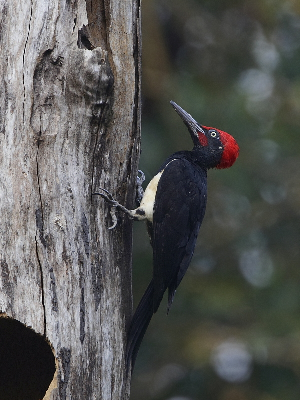 White-bellied Woodpecker