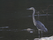 Ardea insignis