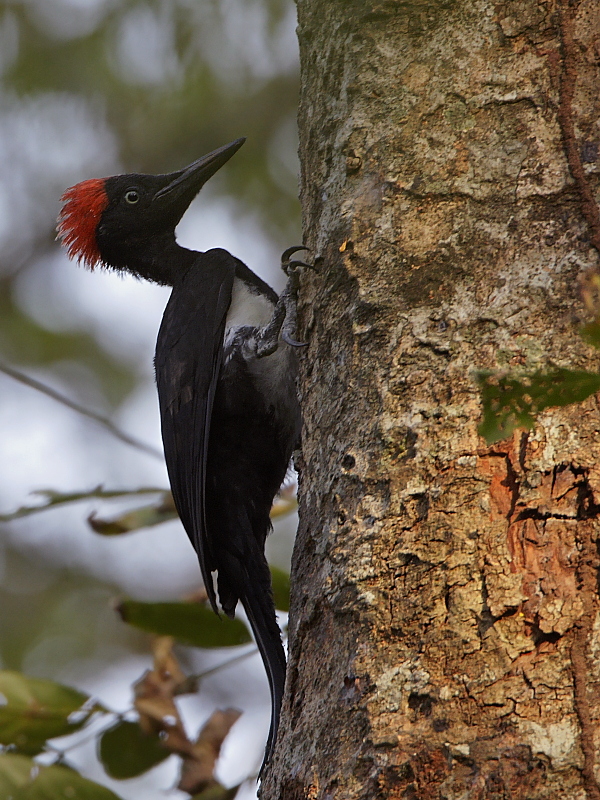 White-bellied Woodpecker (female)