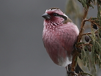 Carpodacus thura