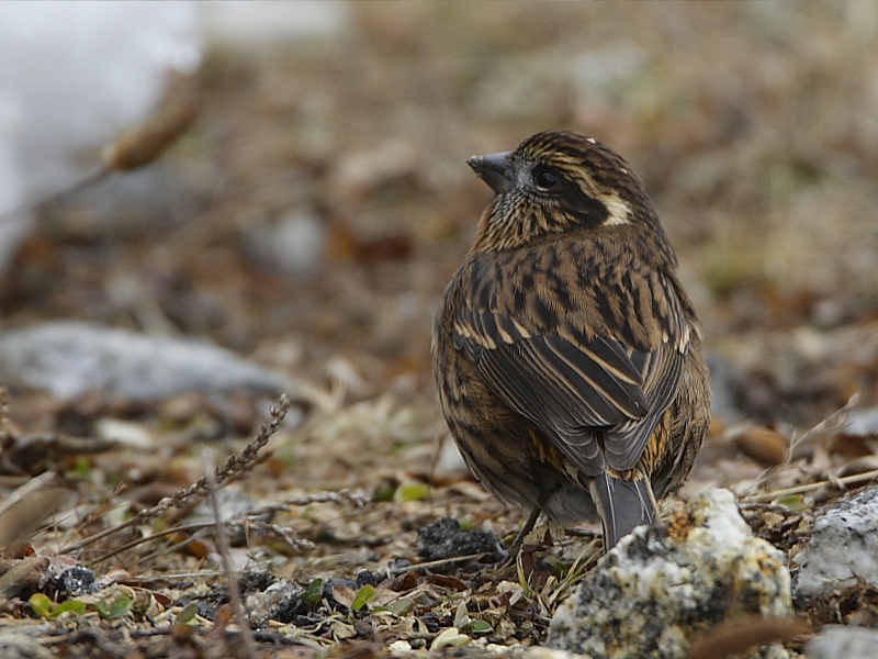 White-browed Rosefinch (female)