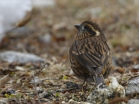 White-browed Rosefinch