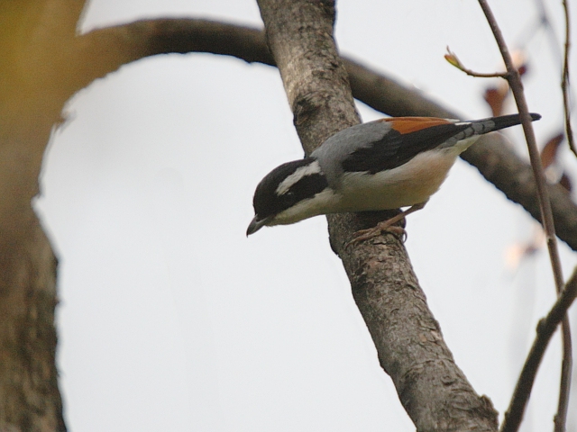 White-browed Shrike Babbler