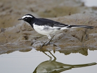 Motacilla maderaspatensis