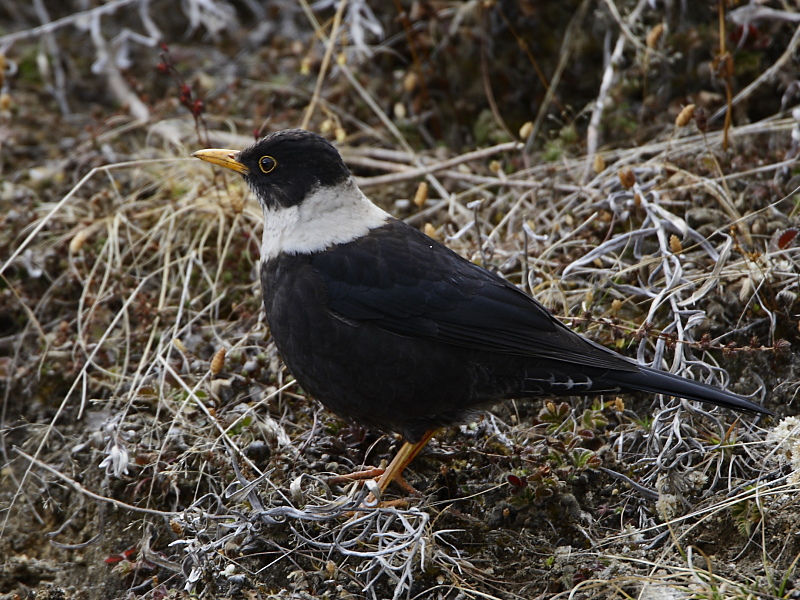 White-collared Blackbird