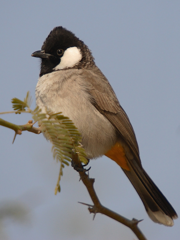 White-cheeked Bulbul