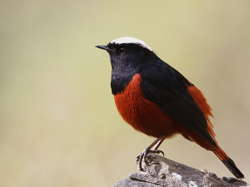 White-capped Water Redstart