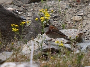 Emberiza stewarti