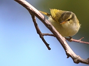 Phylloscopus occipitalis