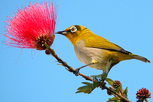 Zosterops palpebrosus