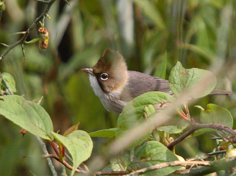 Whiskered Yuhina