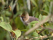 Yuhina flavicollis