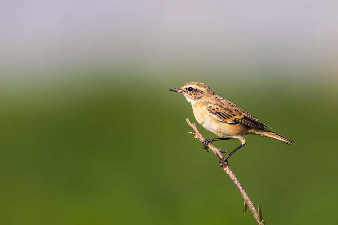 White-browed Bushchat